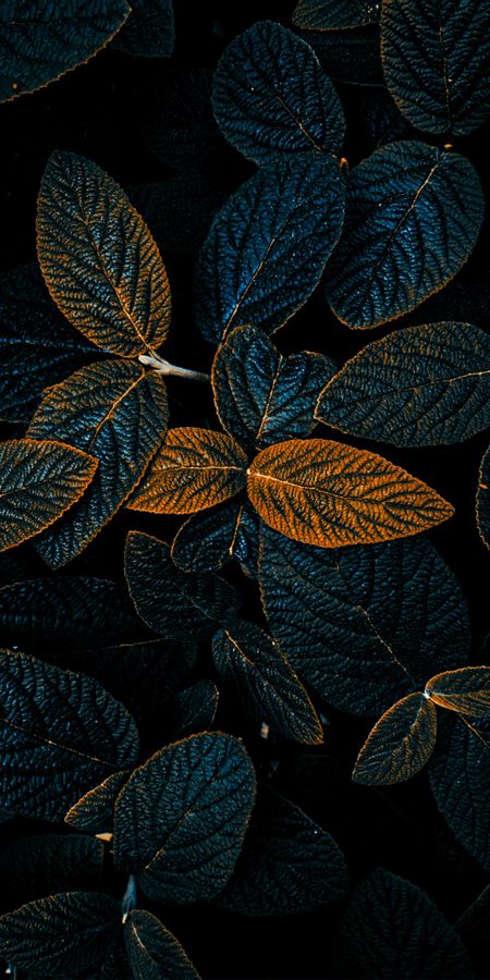 Wallpaper Smartphone Dark Leaves