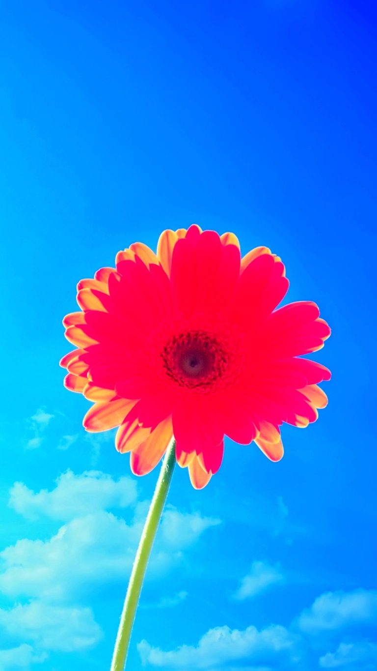 Flower wallpaper (3)