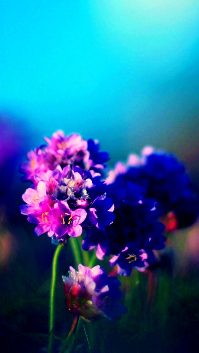 Flower wallpaper (5)