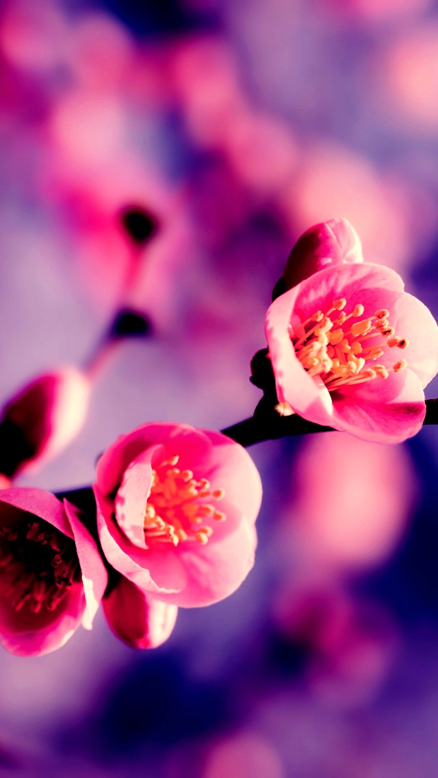 Flower wallpaper (8)