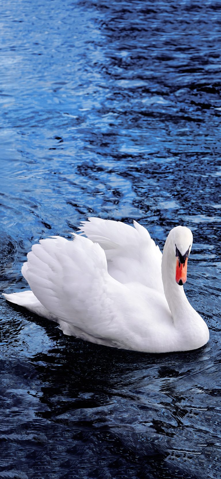 beautiful swan swimming in blue water wallpaper