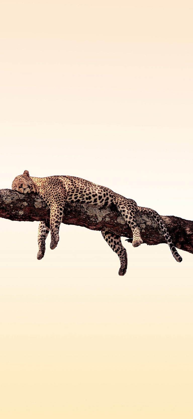 leopard taking a nap on a tree trunk wallpaper