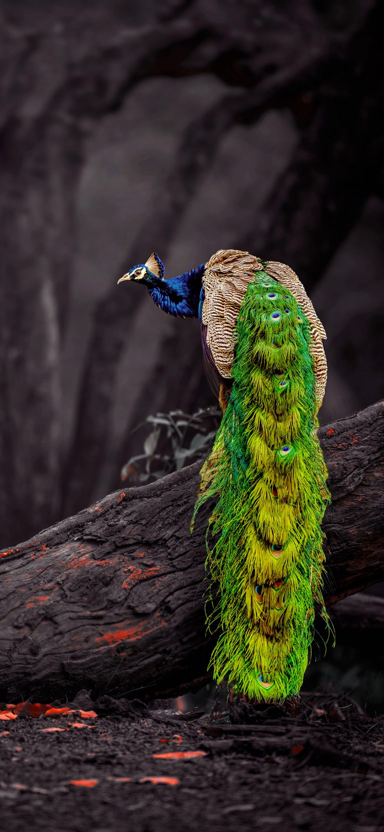 peacock standing on top of a tree branch wallpaper