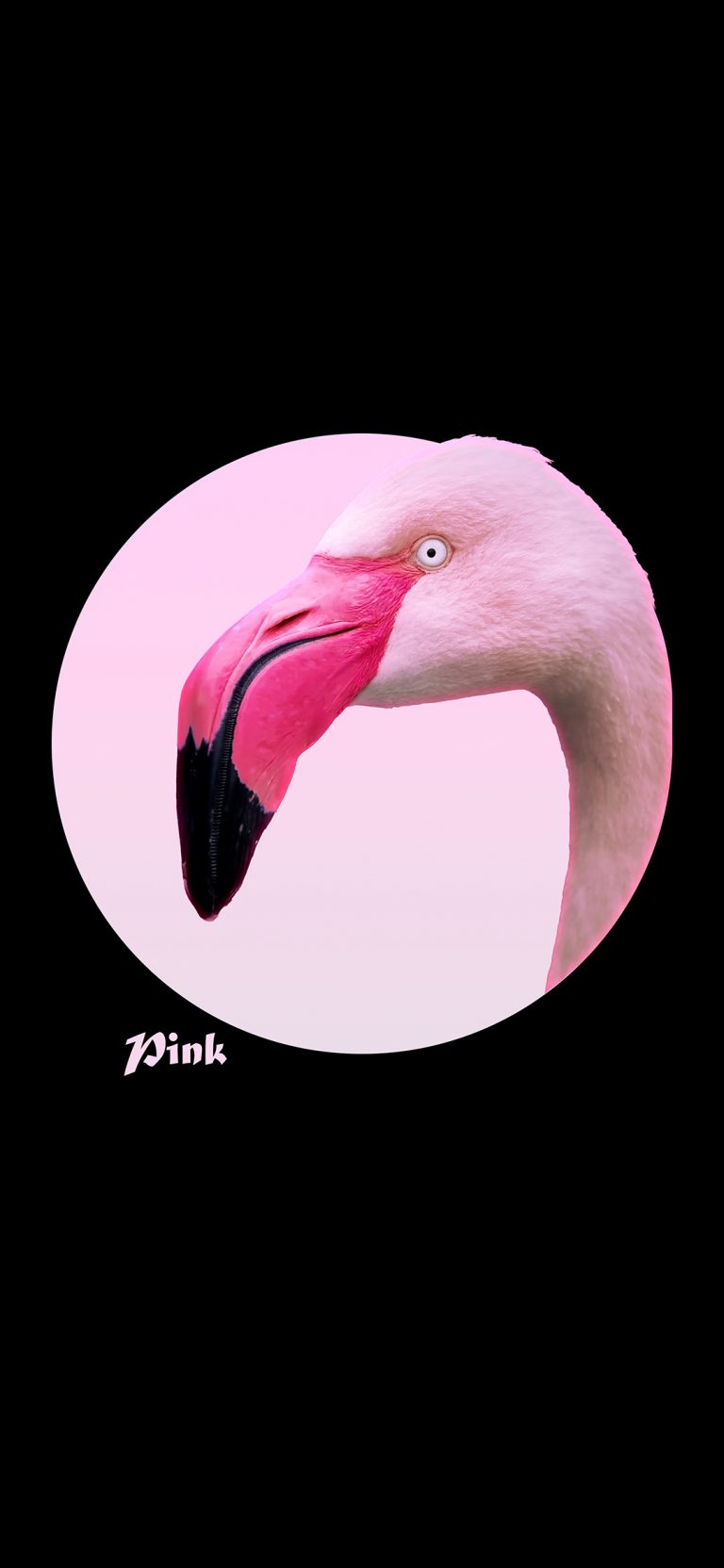 pink flamingo inside a cool pink circle wallpaper