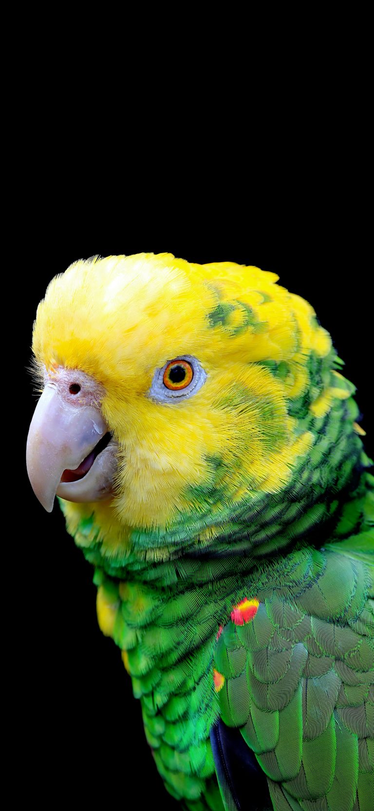 small cute yellow parrot wallpaper