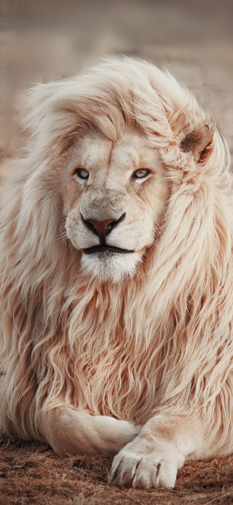 white lion lying down on the ground wallpaper