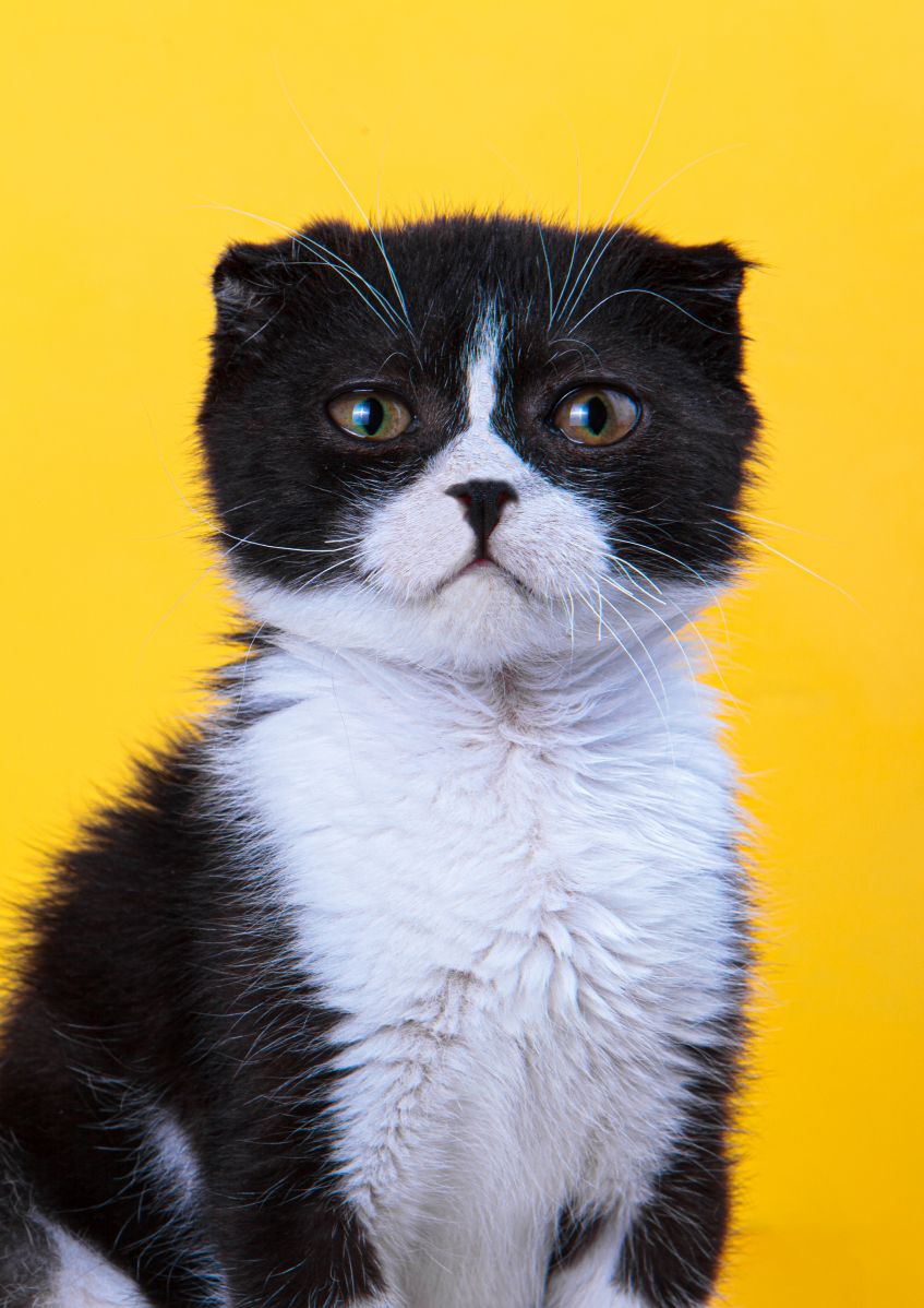 Black and white kitten on a bright yellow background look ahead