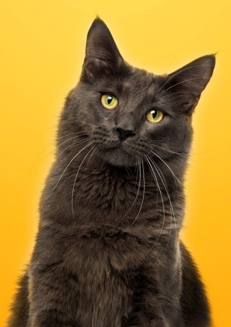 Close up of a Maine Coon facing on a yellow background