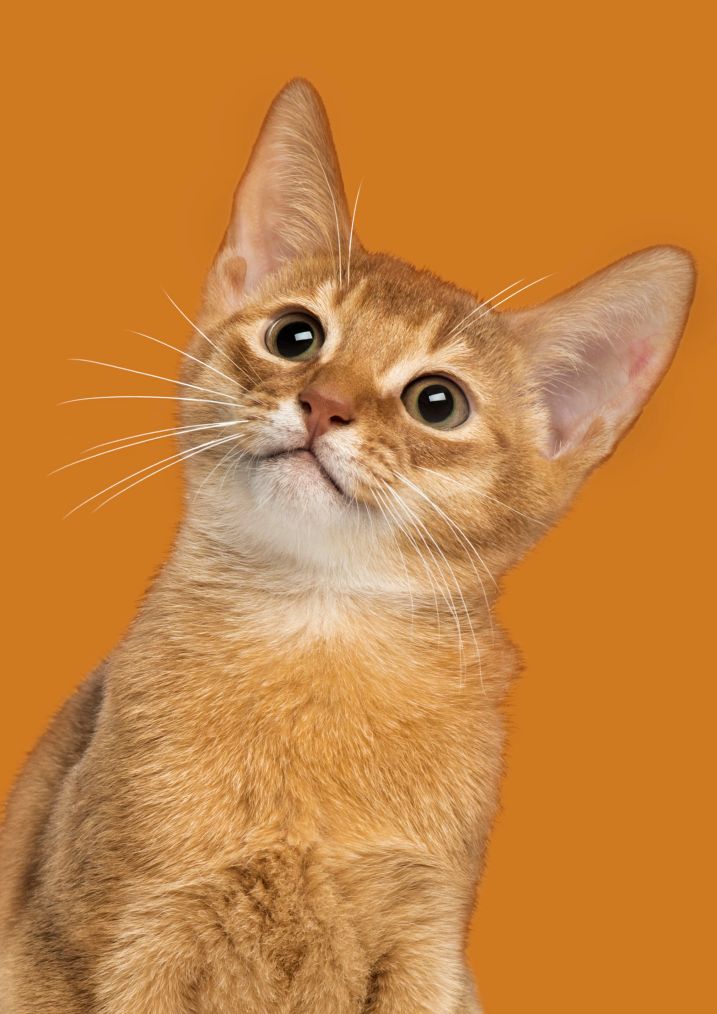 Close up of an Abyssinian kitten looking up, on orange background