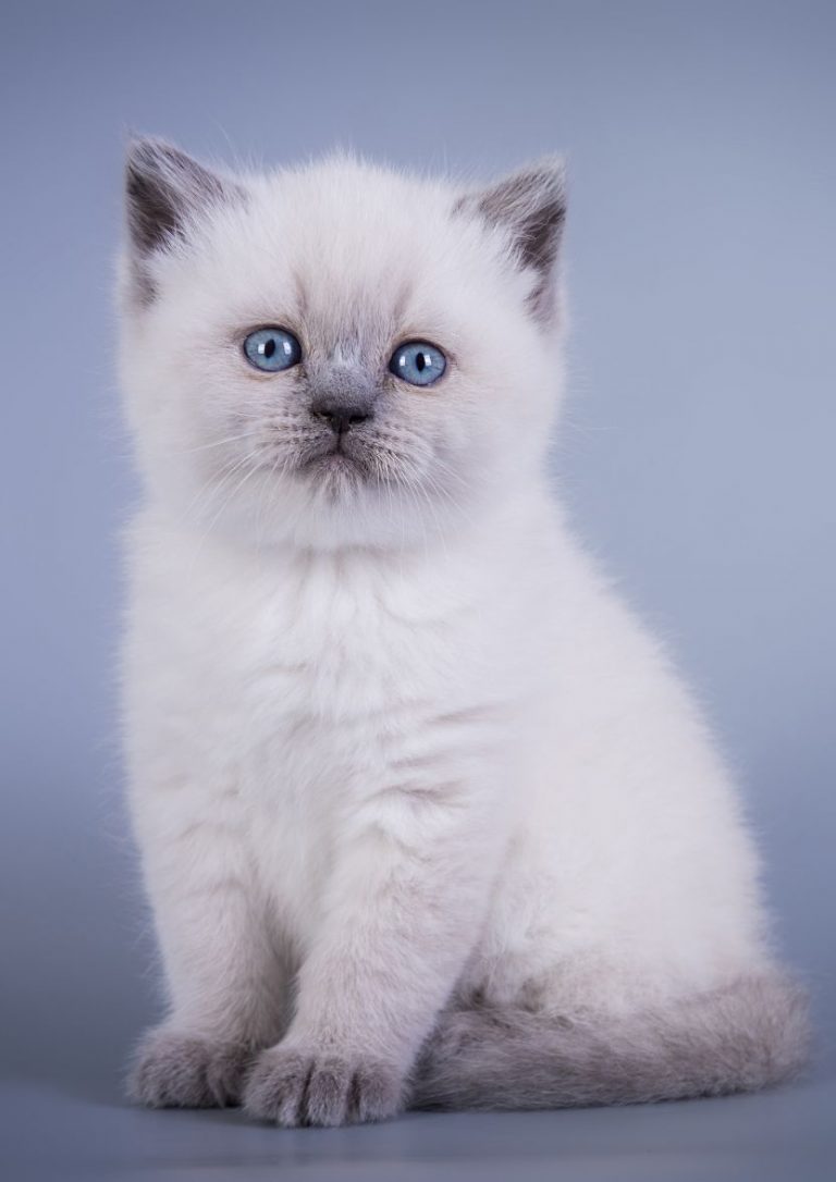 Scottish Fold kitten blue color