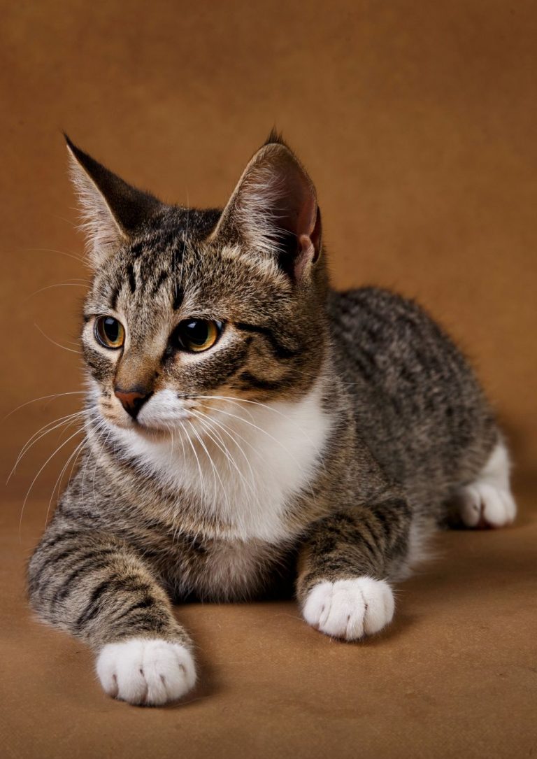 Studio shot of a gray and white striped cat lies on brown background