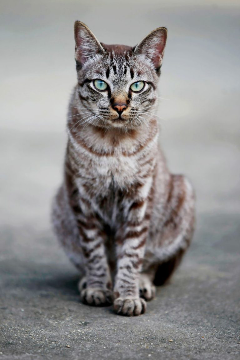 Lovely gray cat sitting at outdoor