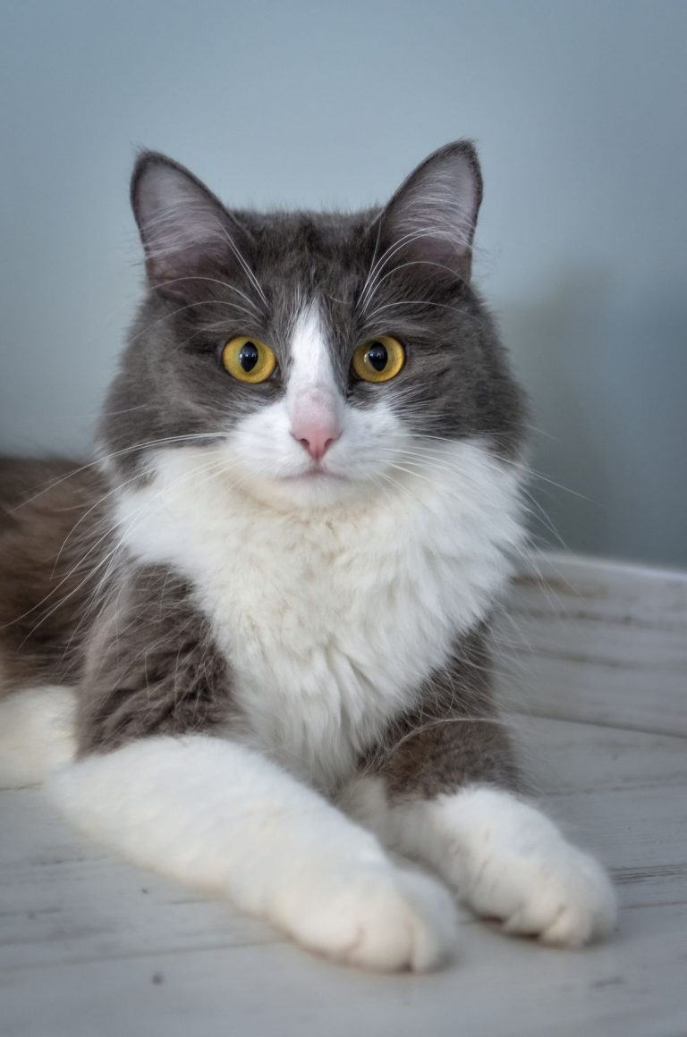 portrait of a cat lying on the floor