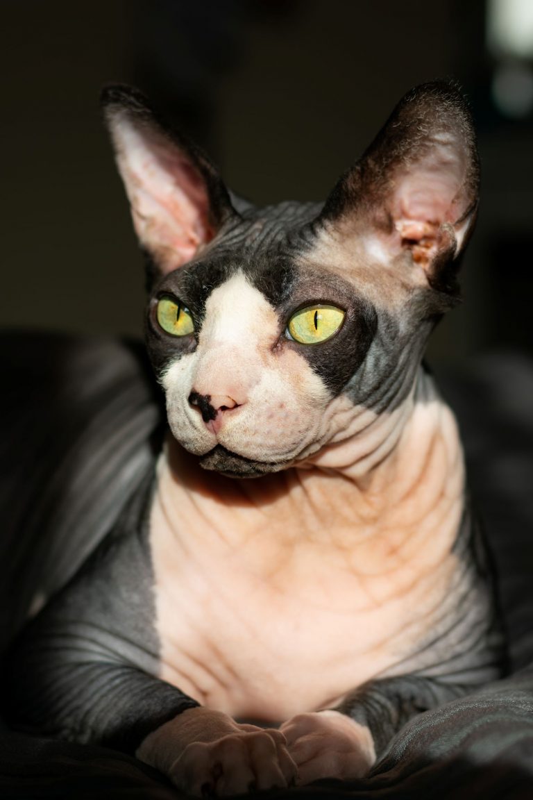 Purebred cat canadian sphynx lies on the bed