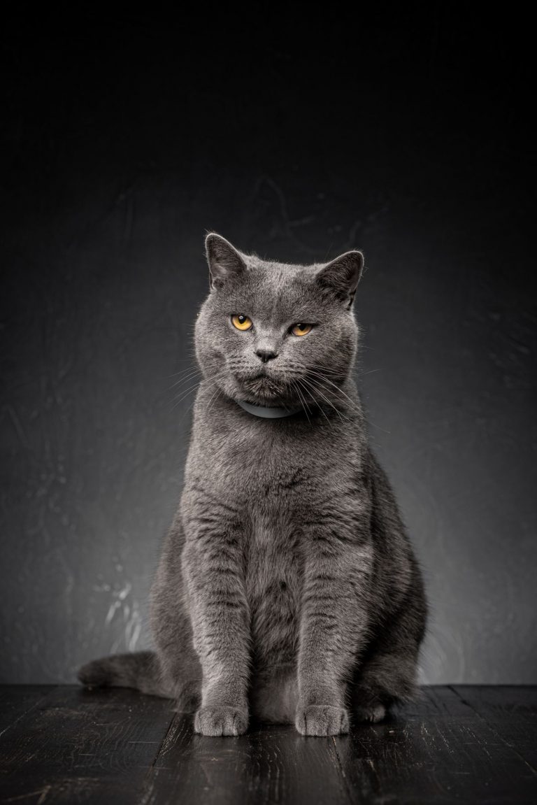 young plump cat british on a dark background