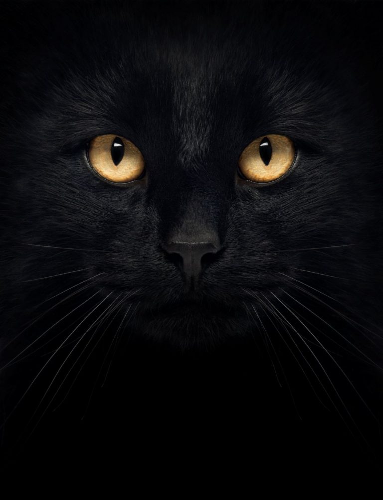 Close up of a Black Cat looking at the camera, isolated on white