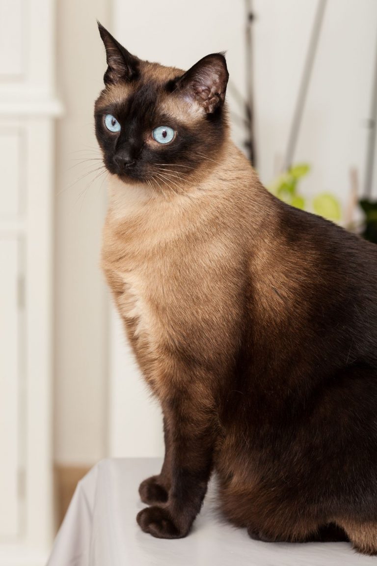 Portrait of a cute siamese breed cat with beautiful blue eyes