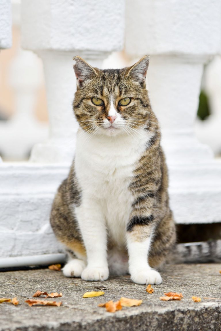 Portrait of a funny and impudent cat who asks for food from passers by