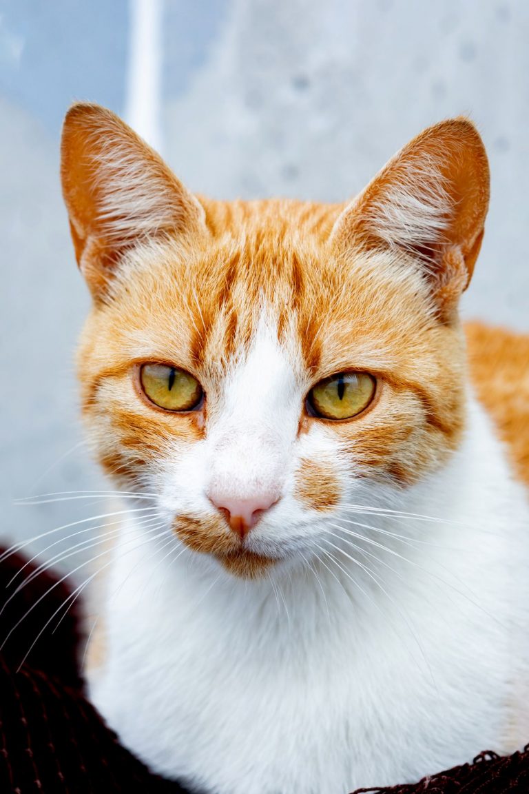 Wild cat resting on fish nets