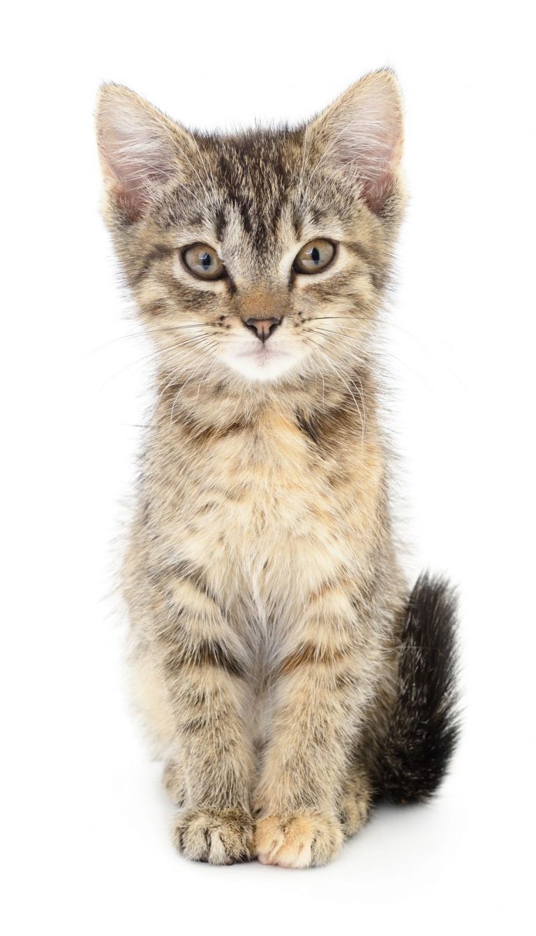 Kitten on white background