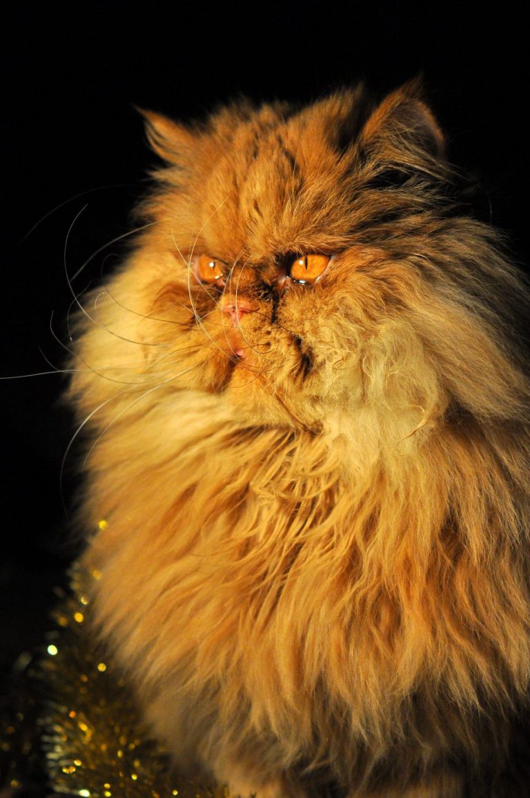 Funny fluffy red Persian cat with garlands