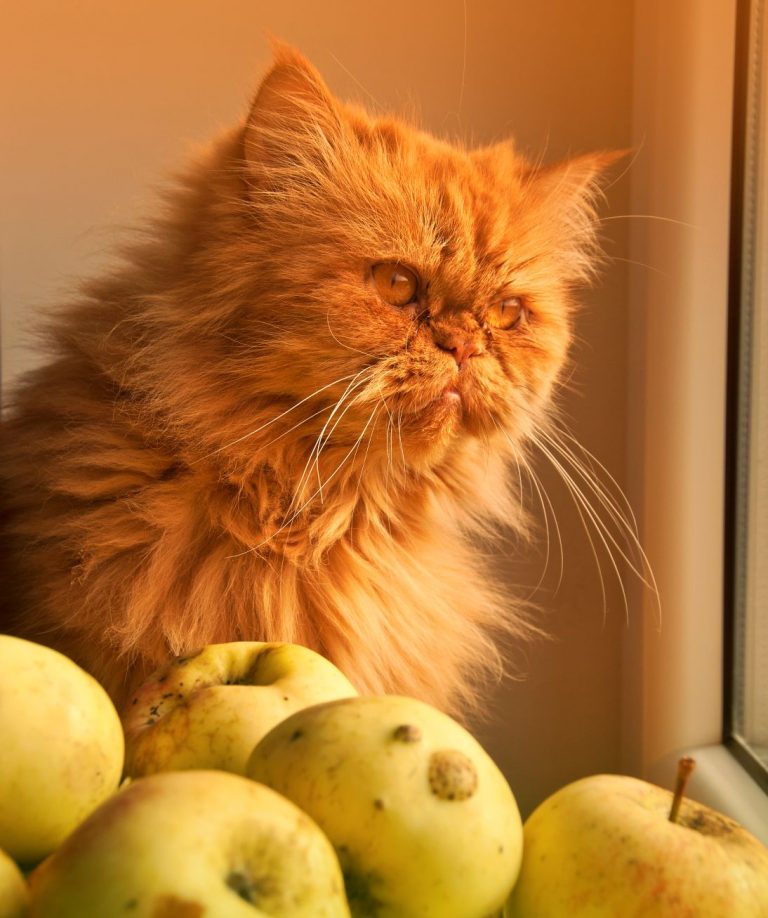 Red cat with apples looks out window