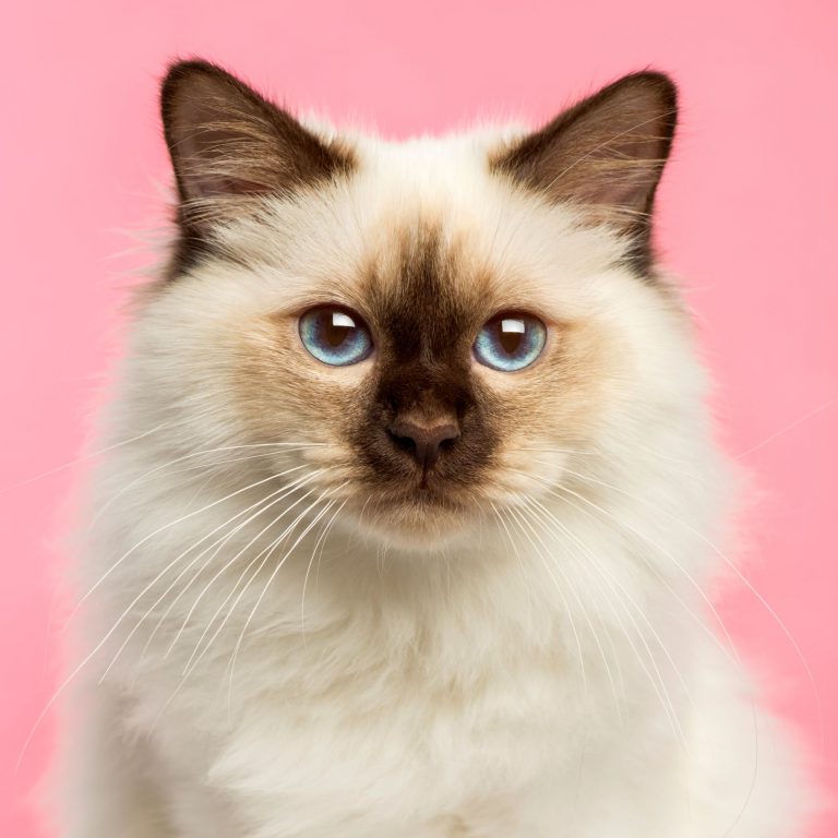 Close up of a Birman kitten looking at the camera,