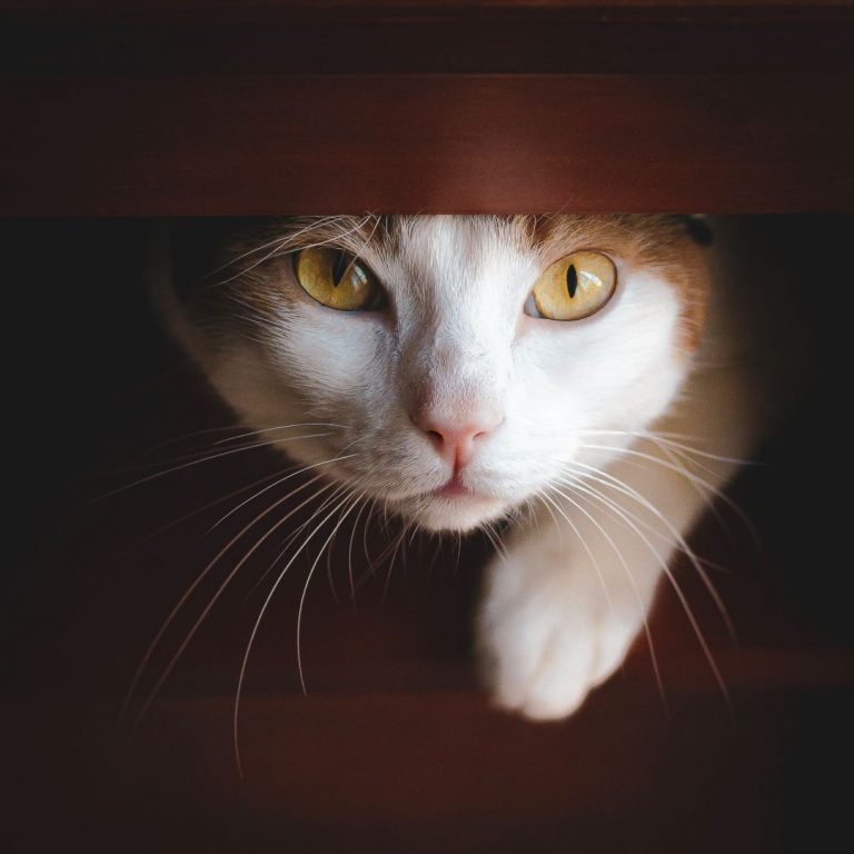 Adorable cat peeking out of a forniture