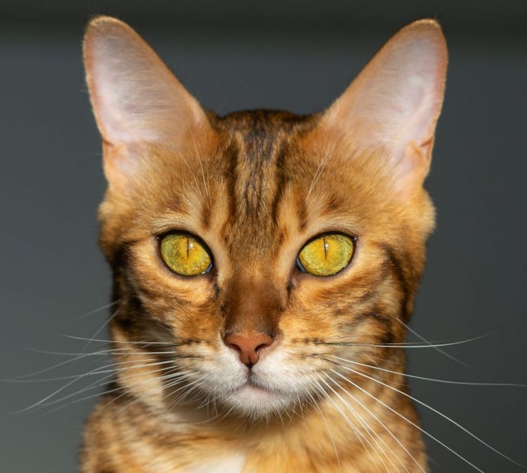 Close up portrait of a Bengal domestic cat