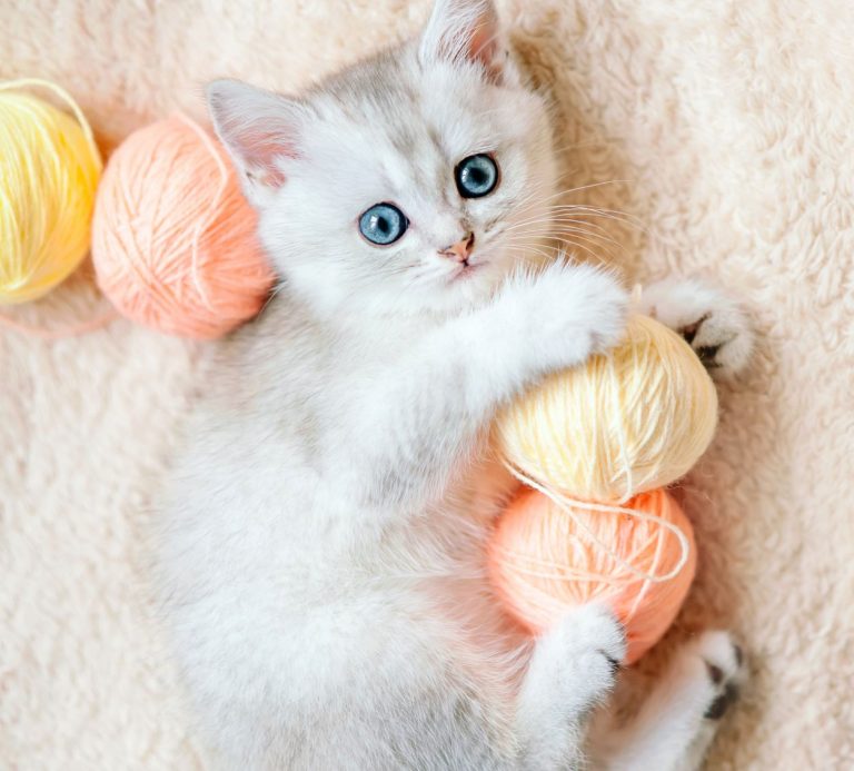 Scottish straight silver chinchilla kitten with blue eyes plays with pink and yellow thread balls Cute Scottish straight silver chinchilla kitten lying on a fluffy blanket