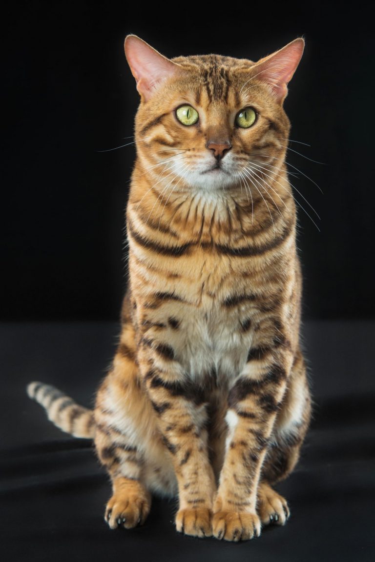 The gold Bengal Cat on black background