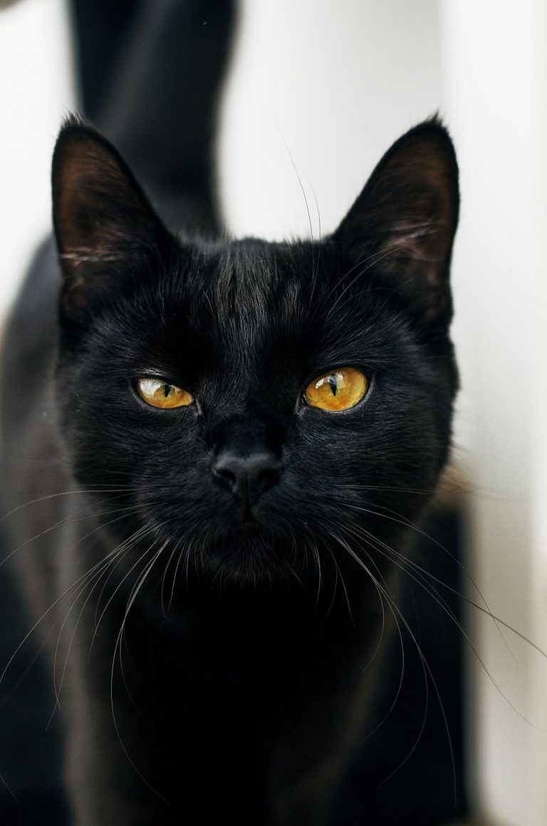 Vertical shot of a black cat with yellow eyes looking at the camera with a blurred background