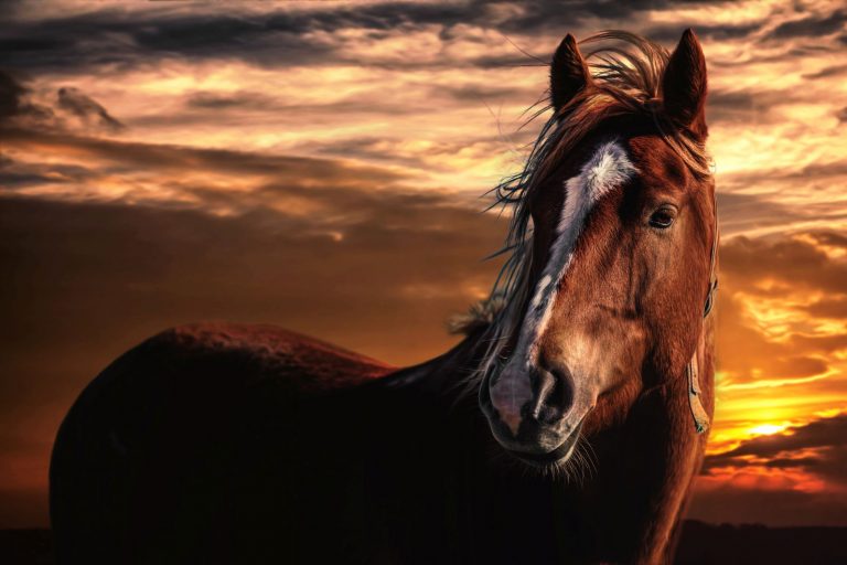 Horse Wallpaper (10)