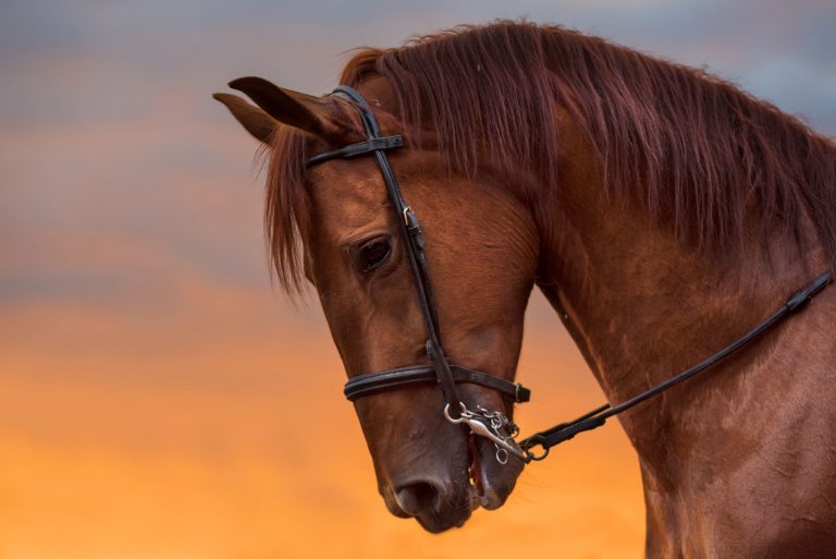 Horse portrait at sunset