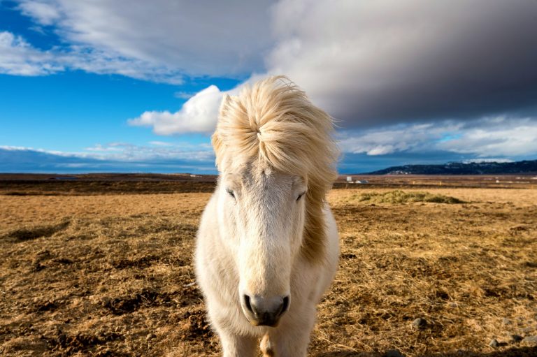 Icelandic Horse white horse