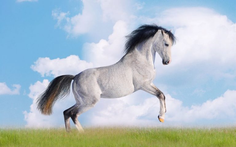 Horse Wallpaper (20)