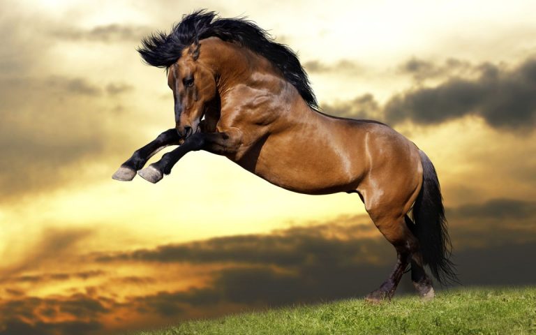 Horse Wallpaper (22)