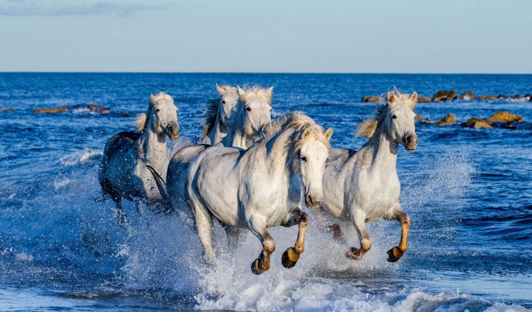 White Camargue Horses are galloping along the sea beach Parc Re