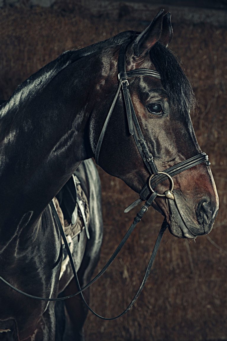 Eye, horse's muzzle as a background, backdrop or wallpaper