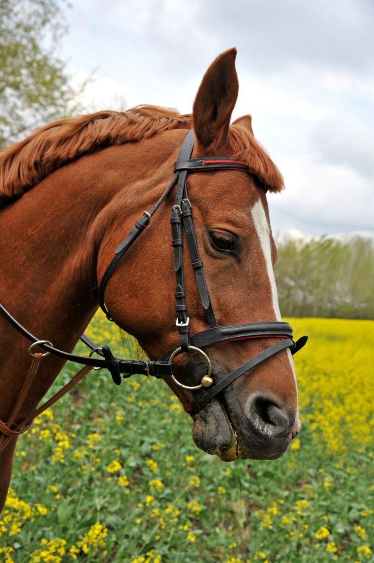 Portrait of a purebred horse on a rape field