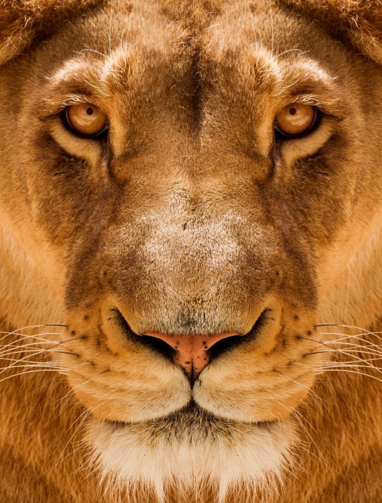 Lioness Close up portrait, face of a female lion