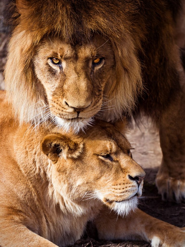 Pair of adult Lions Predator´s love