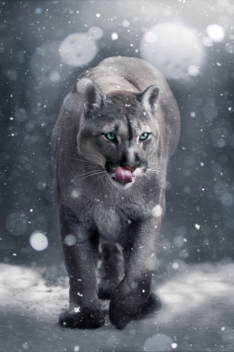 A cougar walks in the snow Beautiful wallpaper Cool shades