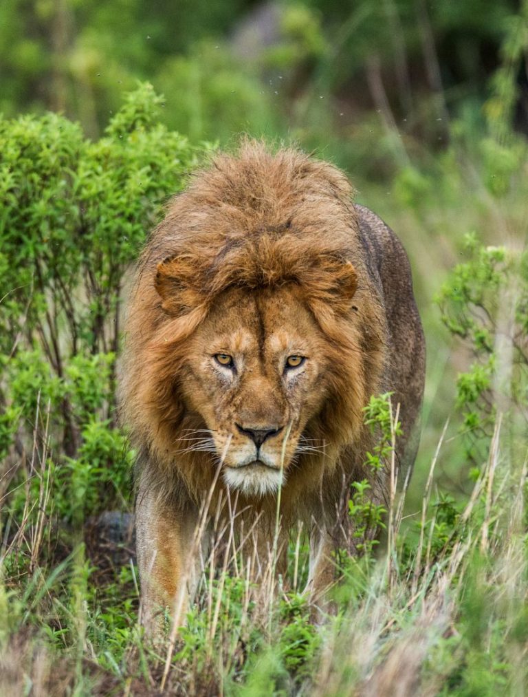 Big male lion in the grass Serengeti National Park Tanzania