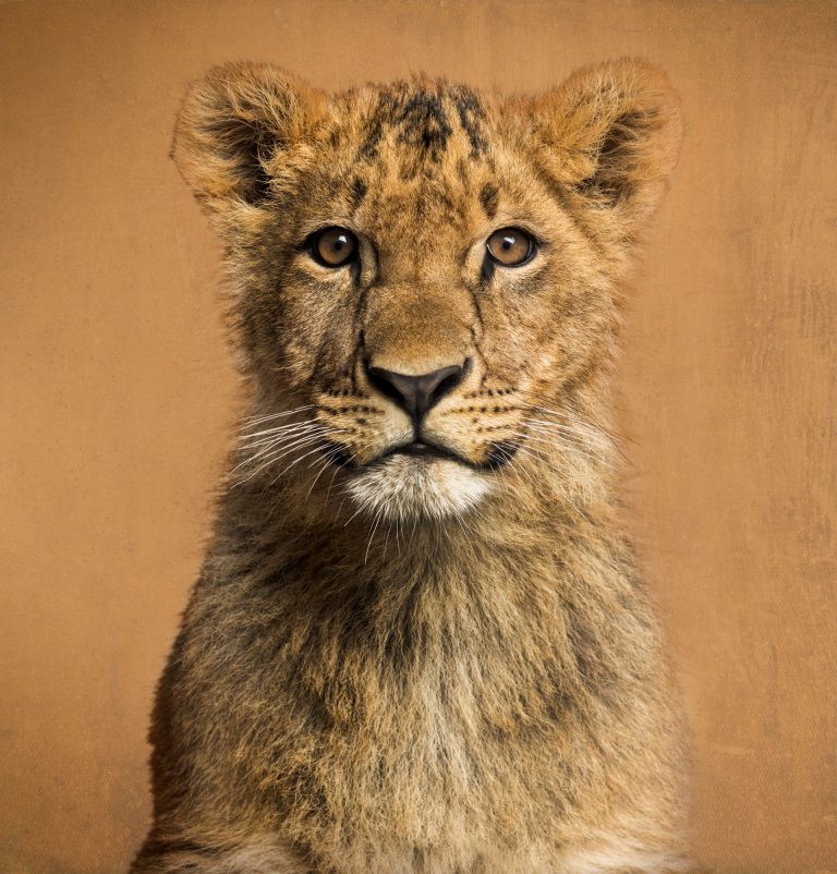 Close up of a Lion cub in front of a vintage background