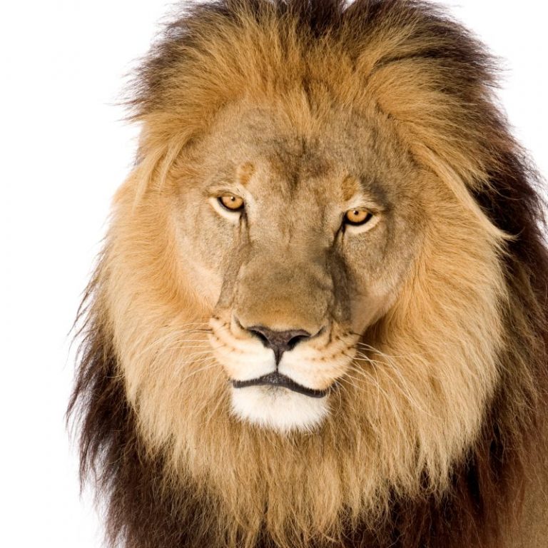 Lion, Panthera leo in front of a white background