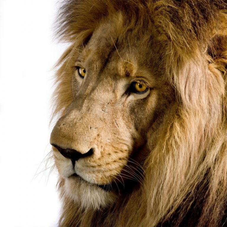 Lion, Panthera leo in front of a white background