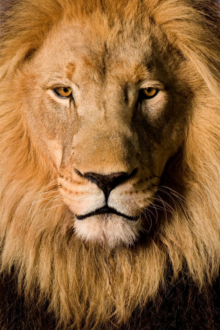 Lion, Panthera leo in front of a white background