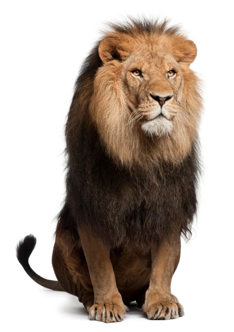 Lion, Panthera leo, 8 years old, sitting in front of white background