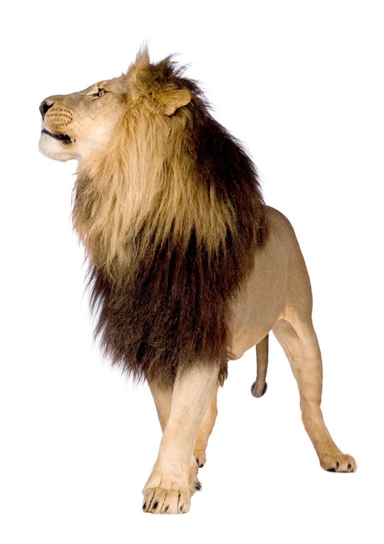 Lion, Panthera leo in front of a white background